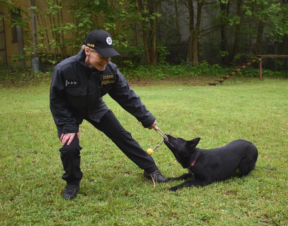 Policejní štěně Debie cvičí s psovodkou Ilonou Duchoňovou formou hry.