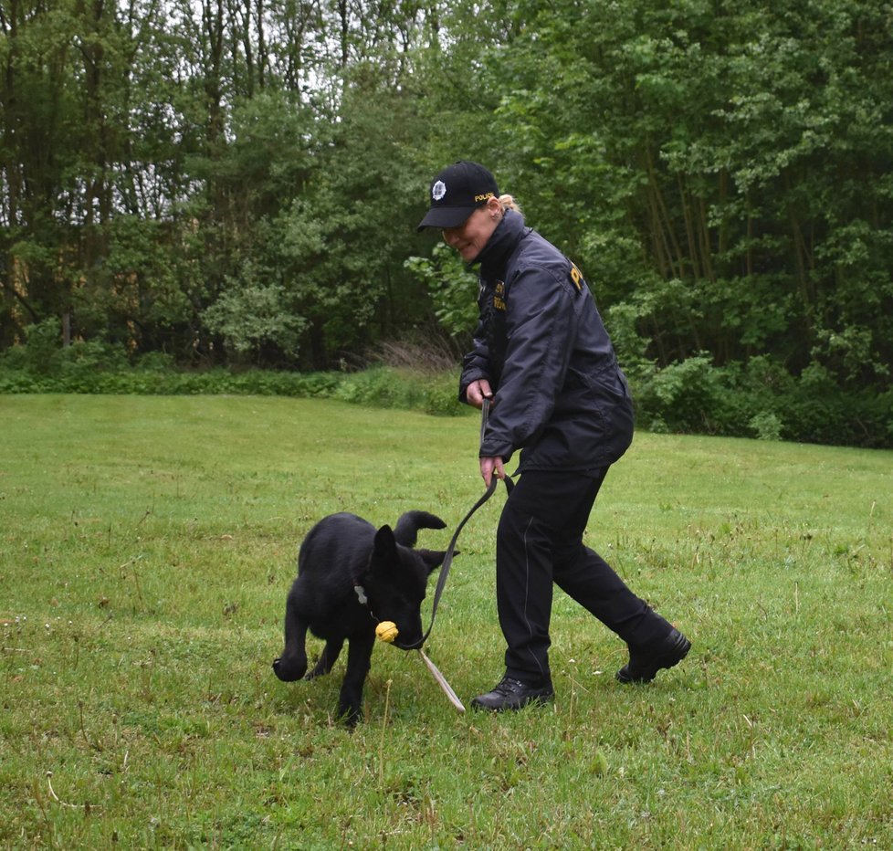 Policejní štěně Debie cvičí s psovodkou Ilonou Duchoňovou formou hry.