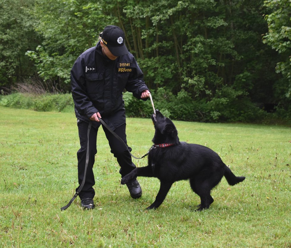 Policejní štěně Debie cvičí s psovodkou Ilonou Duchoňovou formou hry.