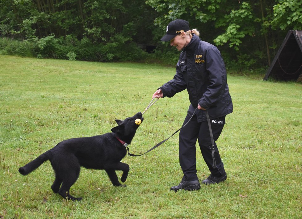 Policejní štěně Debie cvičí s psovodkou Ilonou Duchoňovou formou hry.