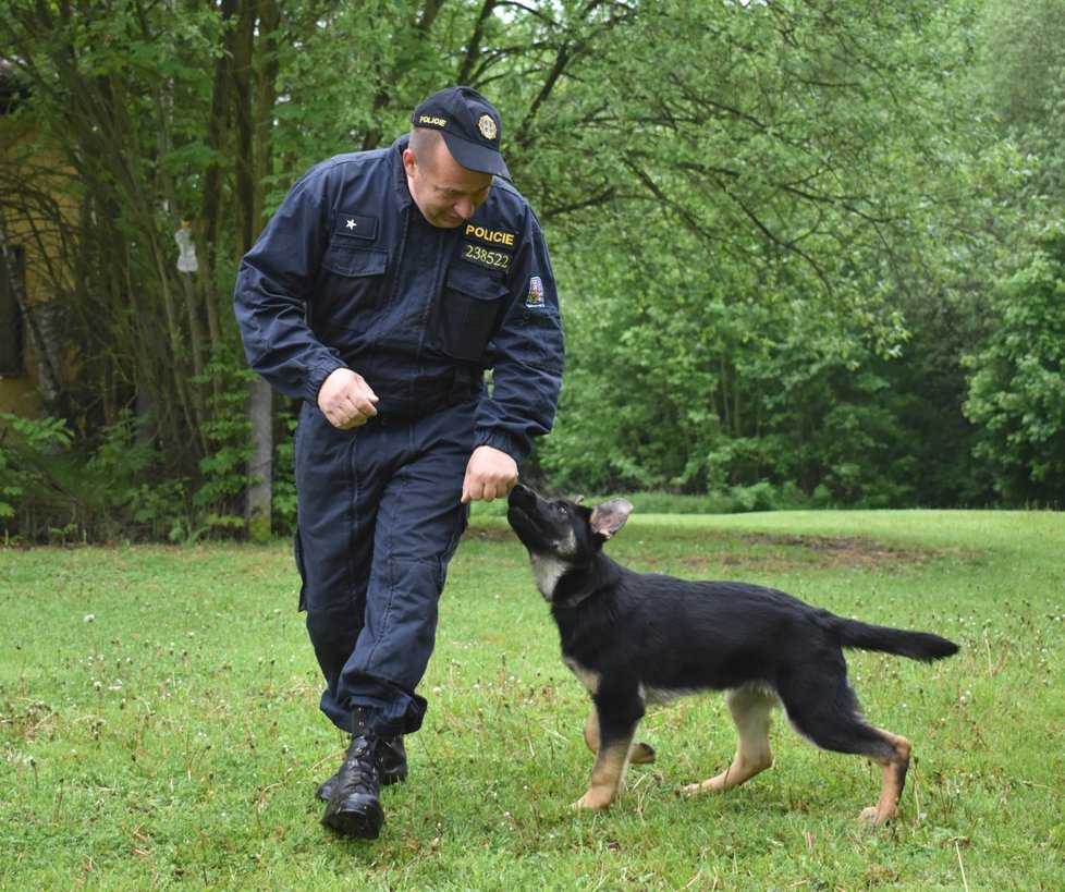 Policejní štěně Bred cvičí formou hry se svým psovodem Jaroslavem Komárkem.