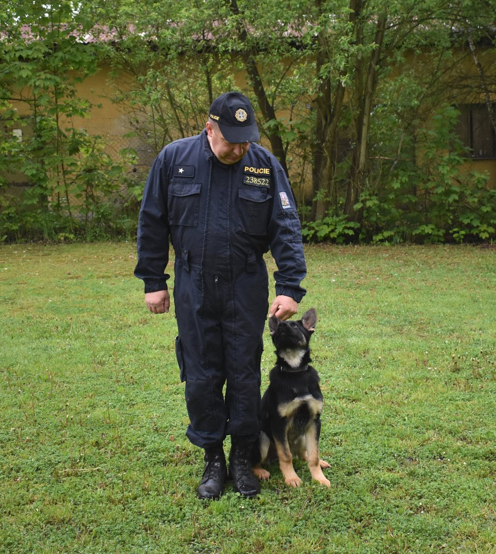 Policejní štěně Bred cvičí formou hry se svým psovodem Jaroslavem Komárkem.