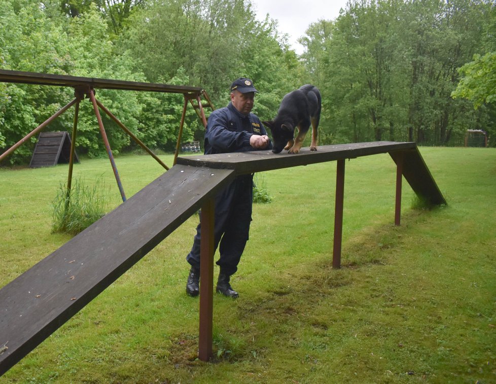 Policejní štěně Bred cvičí formou hry se svým psovodem Jaroslavem Komárkem.