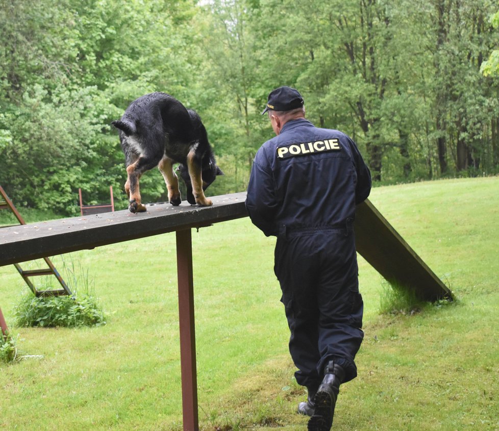 Policejní štěně Bred cvičí formou hry se svým psovodem Jaroslavem Komárkem.
