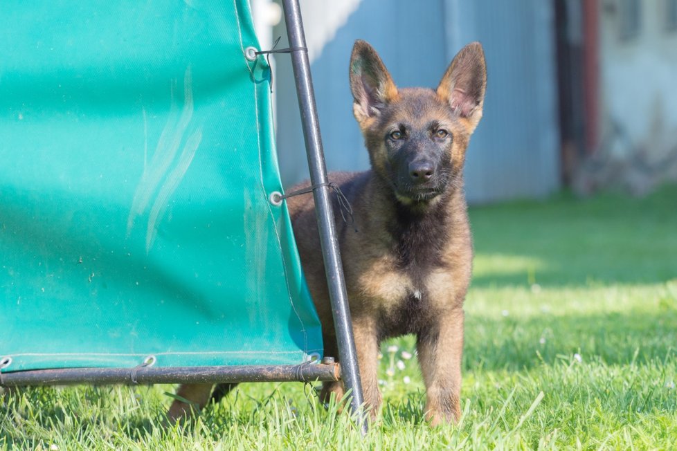 Druhý z nejmladších policejních služebních psů kraje je Sáber z bruntálského okresu.