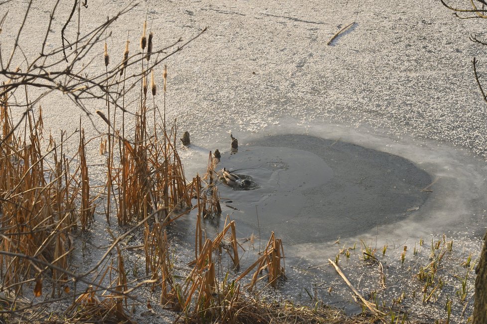 Nejnižší teplotu meteorologové zaznamenali v Orlickém Záhoří na Rychnovsku, kde teploměr ukázal -24,1°C.