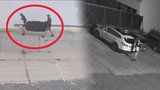 VIDEO: Dva zloději z Karlína na lupu: Za bílého dne ukradli nosič z auta
