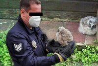 Děti v Hradci Králové našly mládě sovy vypadlé z hnízda: Zavolaly strážníky, aby jim pomohli