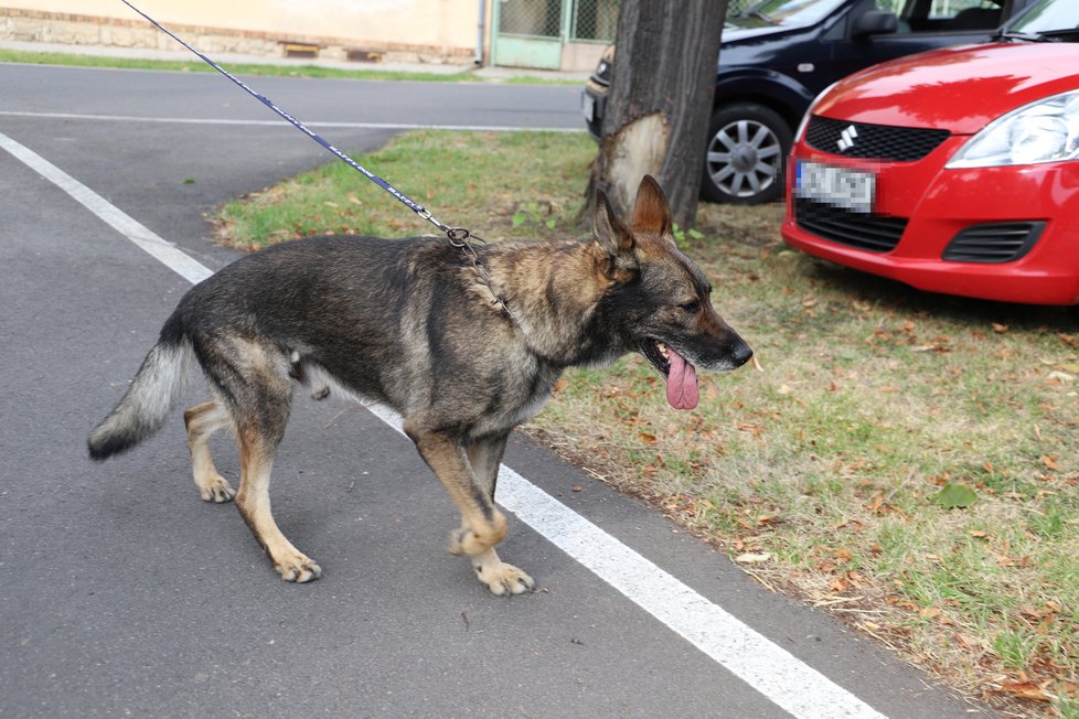 Policie pátrá v bydliště 7 let pohřešované Jany Paurové. Na místě pracuje i pes speciálně vycvičený na hledání mrtvol.