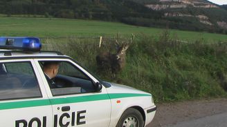 Zábavné fotografie na víkend: Je policista jelen?