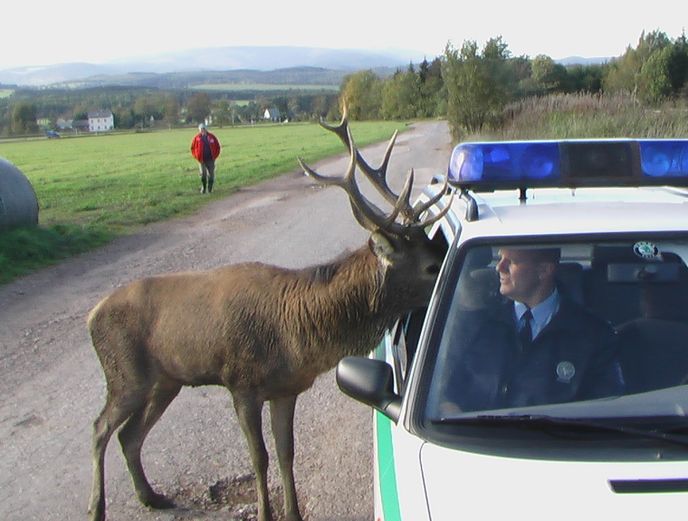 Kdo z nás je větší jelen?