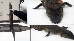 Strážníci našli mrtvého krokodýla na víku od popelnice.