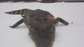 Strážníci našli mrtvého krokodýla na víku od popelnice
