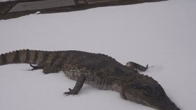 Strážníci našli mrtvého krokodýla na víku od popelnice