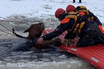 Záchranáři z mrazivé vody zachránili kobylu, která se propadla ledem.