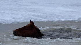 Záchranáři z mrazivé vody zachránili kobylu, která se propadla ledem.