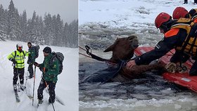 Na Lipně se ledem propadl kůň, vytáhli ho záchranáři! V Jeseníkách jeli k turistům pod sněhem