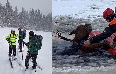 Na Lipně se ledem propadl kůň, vytáhli ho záchranáři! V Jeseníkách jeli k turistům pod sněhem