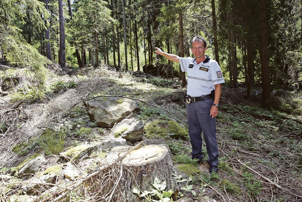 Šumavský les, zmrzačený nelegální těžbou, ukázal nprap. František Fusch.