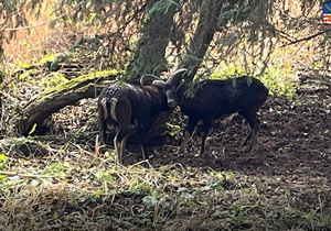 Policie a myslivci vymotávající muflony zaklíněné rohy