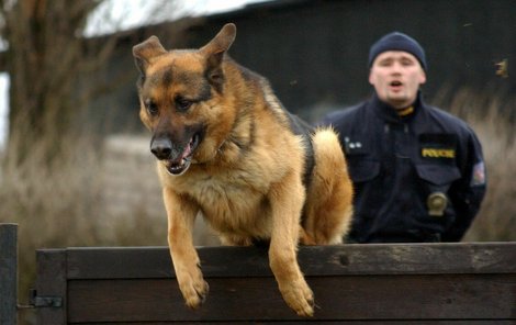 Výcvik policejního psa je nákladný, a každého uhynulého zvířete je proto škoda.