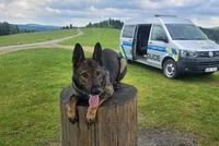Mladík kvůli internetové slávě hazardoval se životem: Po útěku ho vyčmuchal policejní pes