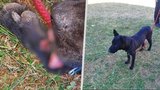 Otřesné týrání na Lounsku: Podvyživený pejsek měl svázané tělo stahovacími páskami