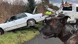 Policisté honili auto se psem za volantem: Zfetovaný majitel měl bizarní výmluvu