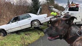 Šok pro policii, která pronásledovala auto: Za volantem seděl pes!