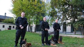 Varšavští policisté předvádějí práci policejních psů předškolním dětem (2013)