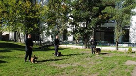 Varšavští policisté předvádějí práci policejních psů předškolním dětem (2013)