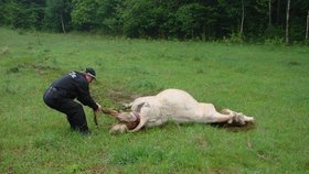 Policista pomáhá krávě porodit tele
