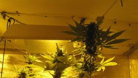 Rozsáhlá drogová razie na Chebsku: Zabaveno bylo zhruba 100 rostlin konopí a čtyři kilogramy sušiny marihuany.
