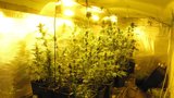 Policisté našli pěstírnu konopí: V centru Plzně muž pěstoval 300 rostlin