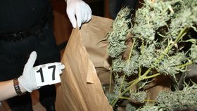 Čtyři kilogramy sušiny marihuany