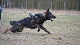 Německý ovčák Xir slouží u policie už šest let.