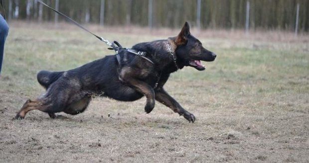 Policistka Jitka vypátrala se čtyřnohým parťákem Xirem zloděje: Schovával se v obchodě mezi regály