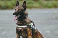 Policisté zastřelili služebního psa Jaxe: Napadl svou psovodku!