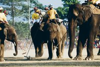 Pólo po nepálsku: Na hřbetech slonů!