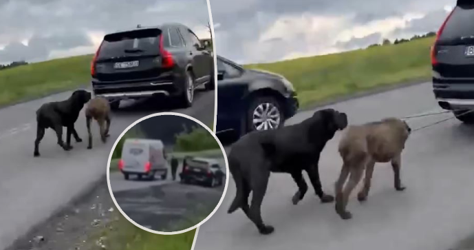 Polák nedaleko českých hranic tahal dva pejsky za autem.