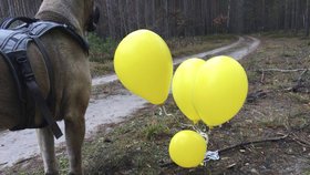 Dopis přivázaný k balonkům musel uletět stovky kilometrů.