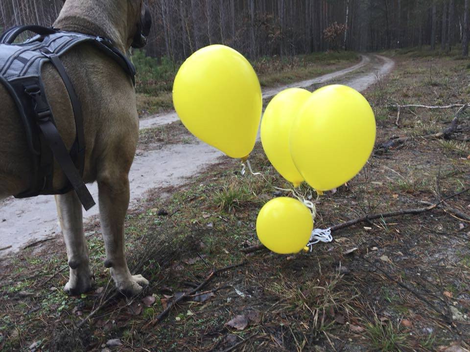 Dopis přivázaný k balonkům musel uletět stovky kilometrů.