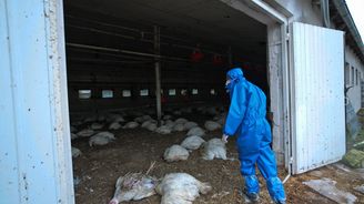 V Česku je skoro po deseti letech potvrzen případ ptačí chřipky 