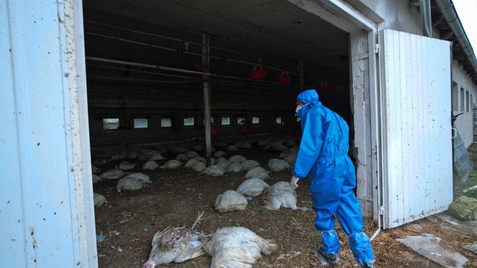 Ptačí chřipka se objevila i v chovech drůbeže v Polsku.