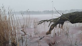 Polské jezero Kaczkowskie se zbarvilo do růžova. Odborníci hledají příčinu.