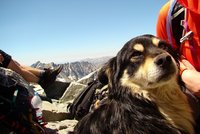 Z nejvyšší hory Polska zachránili psa: Jak se tam dostal?
