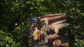 Lesnické zásahy a rozsáhlá těžba dřeva v polském chráněném Bělověžském pralese nejsou v souladu s právem Evropské unie.