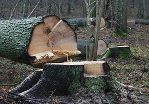 Firma vykácela kvůli sjezdovce 1,5 ha lesa. Pokutu ignoruje. Ilustrační foto