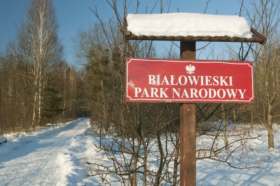 Lesnické zásahy a rozsáhlá těžba dřeva v polském chráněném Bělověžském pralese nejsou v souladu s právem Evropské unie.