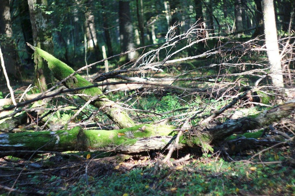 Evropská komise v červenci 2017 vyzvala Polsko, aby v pralese přestalo kácet. Konstatovala tehdy, že těžba dřeva byla zahájena ve velkém rozsahu a musí přestat.